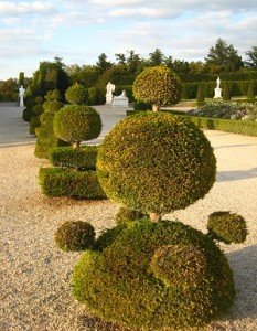 Topiary in Garden of Versailles